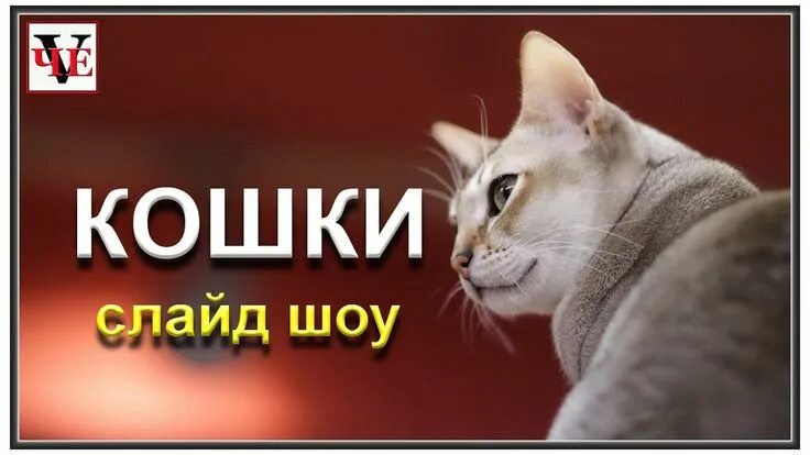 Кошки - презентация онлайн