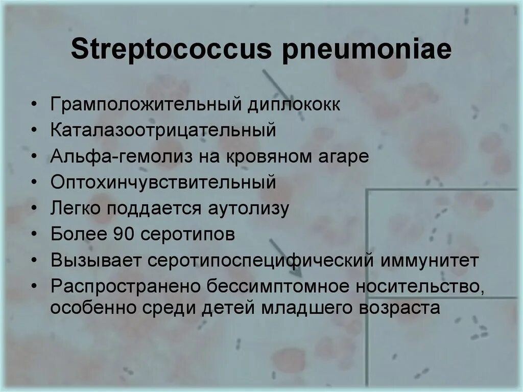 Streptococcus pneumoniae (пневмококк). Стрептококк пневмонии группа. Streptococcus pneumoniae симптомы. Стрептококк пневмония морфология.