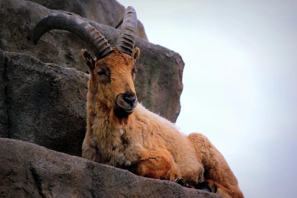 Дагестанский, или восточно-кавказский тур. Тебердинский заповедник кавказский козел. Безоаровый козел дагестан горы. Дагестанские животные. Дагестанские животные.