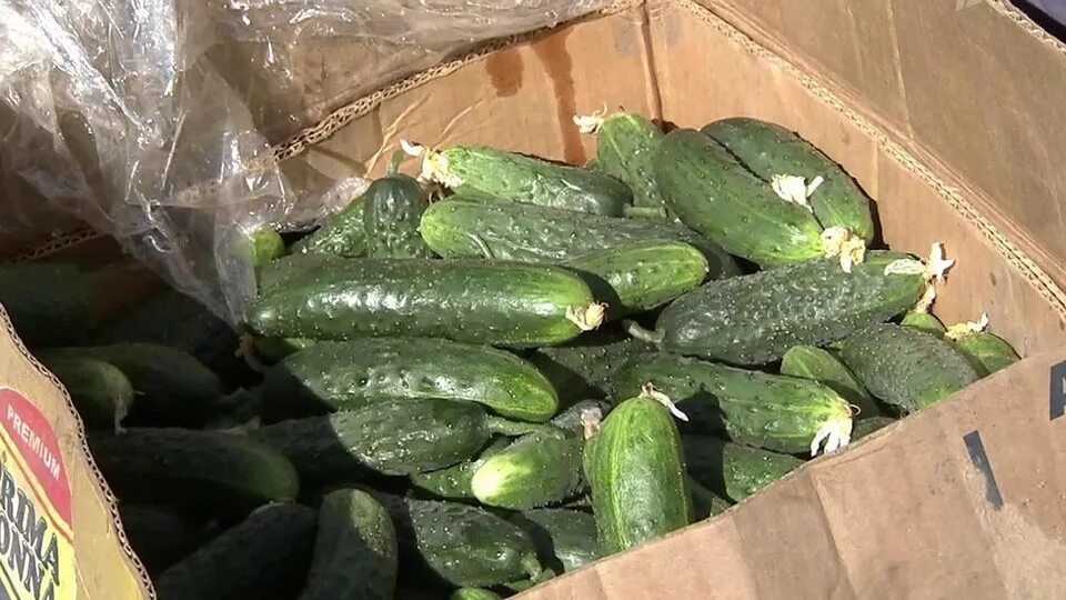 Отравление огурцами. Отравление огурцами. Протухший огурец. Солёные огурцы. Хлорное отравление огурца в теплице.