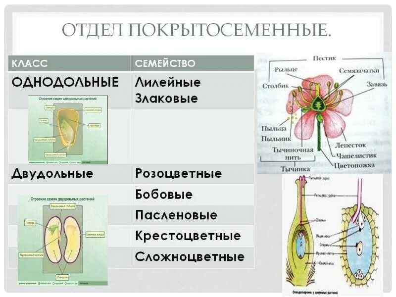 Однодольные тычинки. Отдел покрытосеменных (цветковых)растений. строение однодольных покрытосеменных растений. покрытосеменные растения класс однодольные. отдел покрытосеменные однодольные и двудольные.