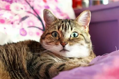 Удивительное создание кошка