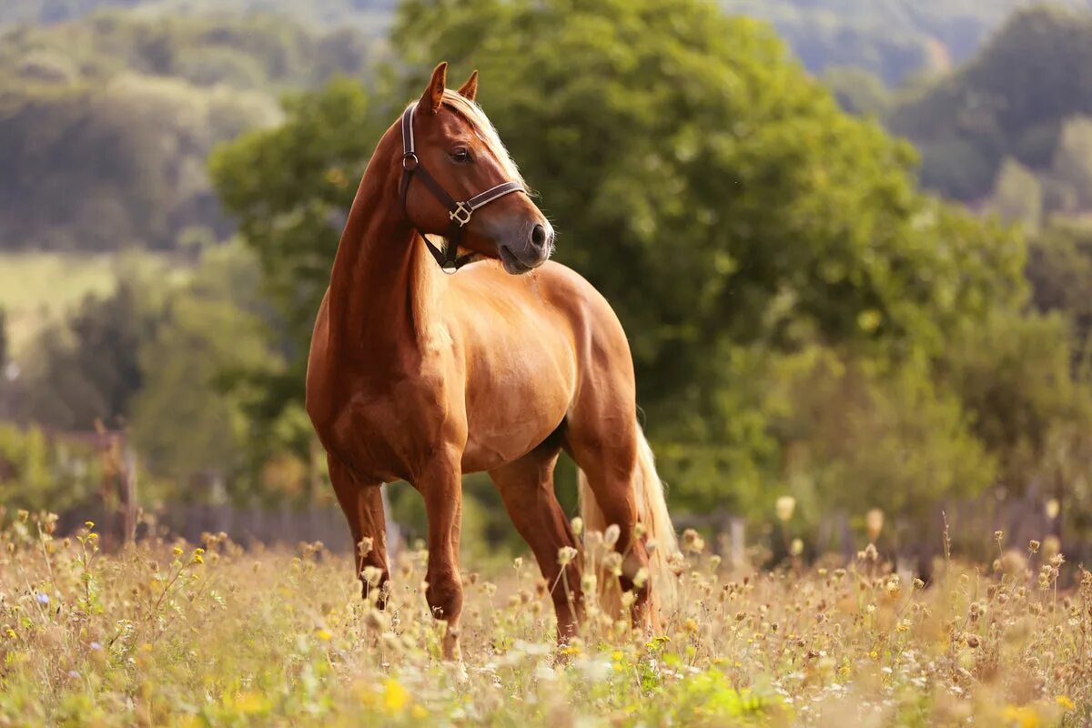 A horse is an animal. Лошадь. Коричневый конь. Красивый конь. Красивые лошади на природе.