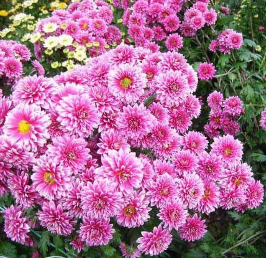 Хризантемы киров. Хризантема балтика уайт. Букет "25 хризантем". Хризантемы киров. Хризантема людмила фото.