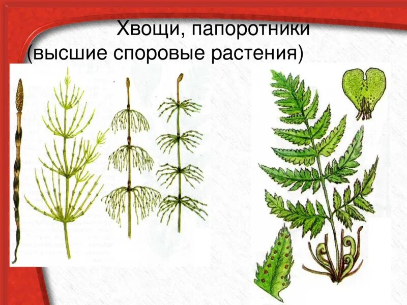 Сравнение хвоща и папоротника