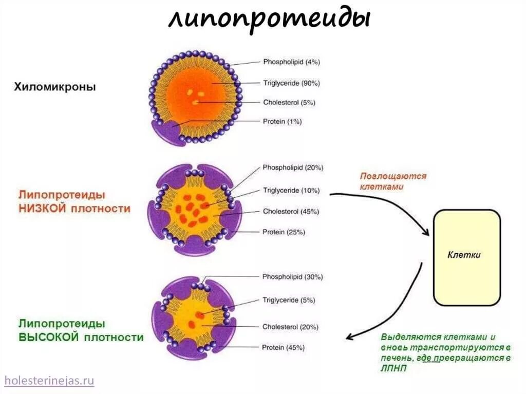 Лпвп альфа повышены. Липопротеиды, хиломикроны: состав, строение.. Липопротеины высокой плотности ЛПВП строение. ЛПВП схема строения. Строение бета липопротеинов.