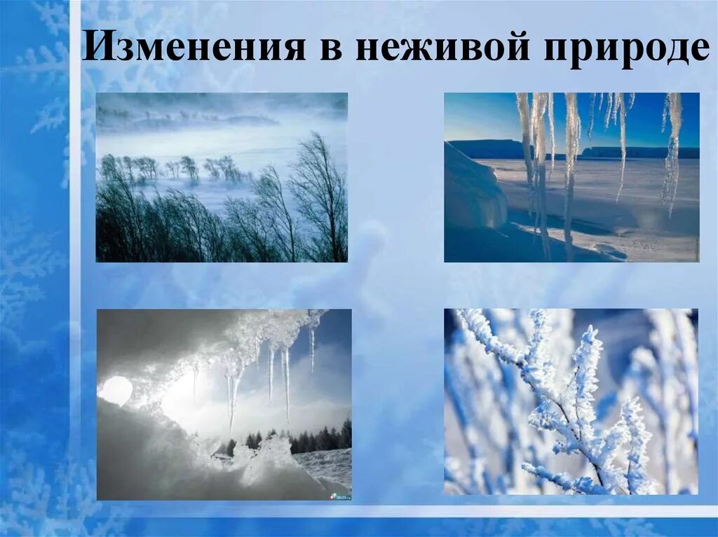 Зима живая и неживая. Зимние явления в живой природе. Зимние вления в не живой природе. Зимние изменения в природе. Зимние явления в неживой природе.