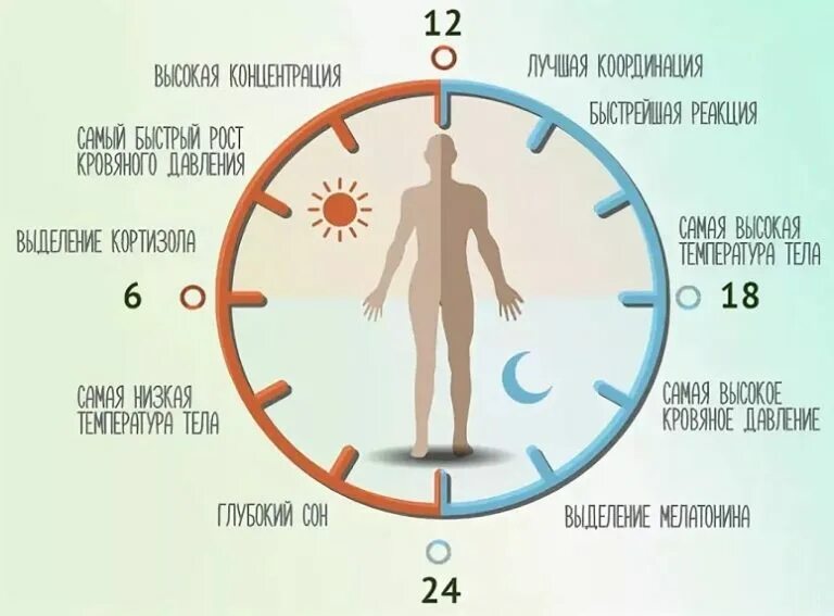 Сколько времени нужно утром. Циркадные биоритмы человека. Циркадные циклы человека , биологические часы. Сон биоритмы циркадные ритмы. Циркадные ритмы в организме человека.