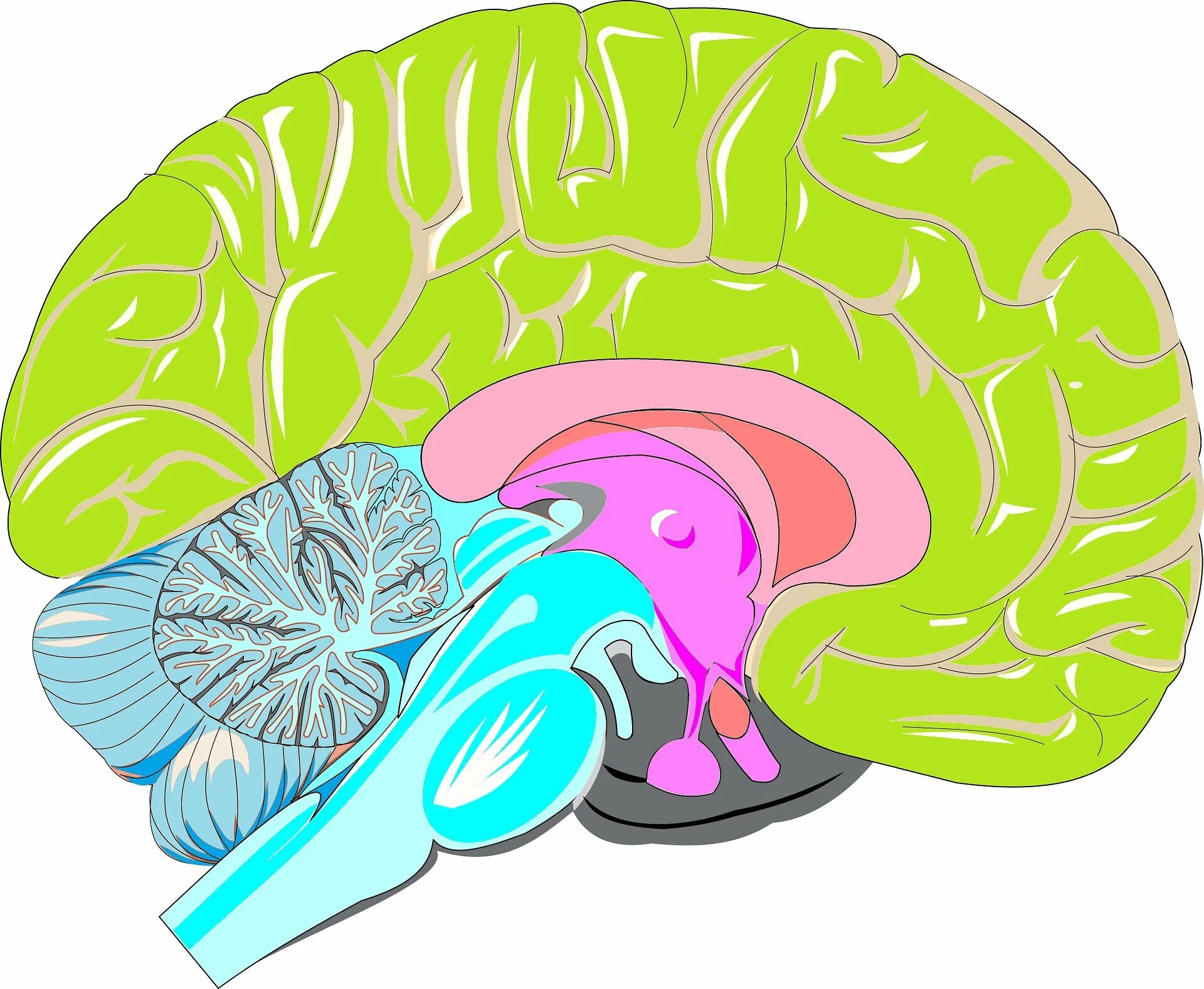 F brain. Мозг картинка. Рисунок мозга человека неокортексом.