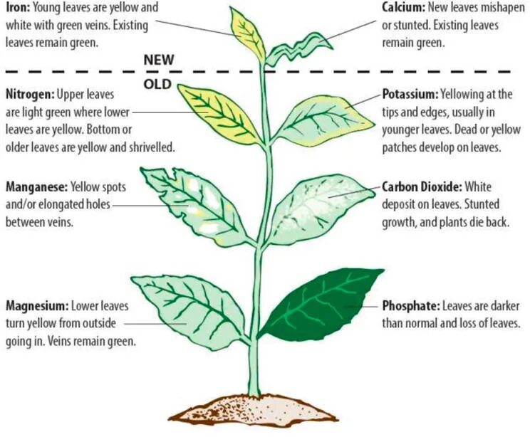 Plants deficiencies of nutrients. Symptoms for the Magnesium deficiency for Plants. Mineral Nutrition of Plants defects. Mineral Nutrition of Plants.