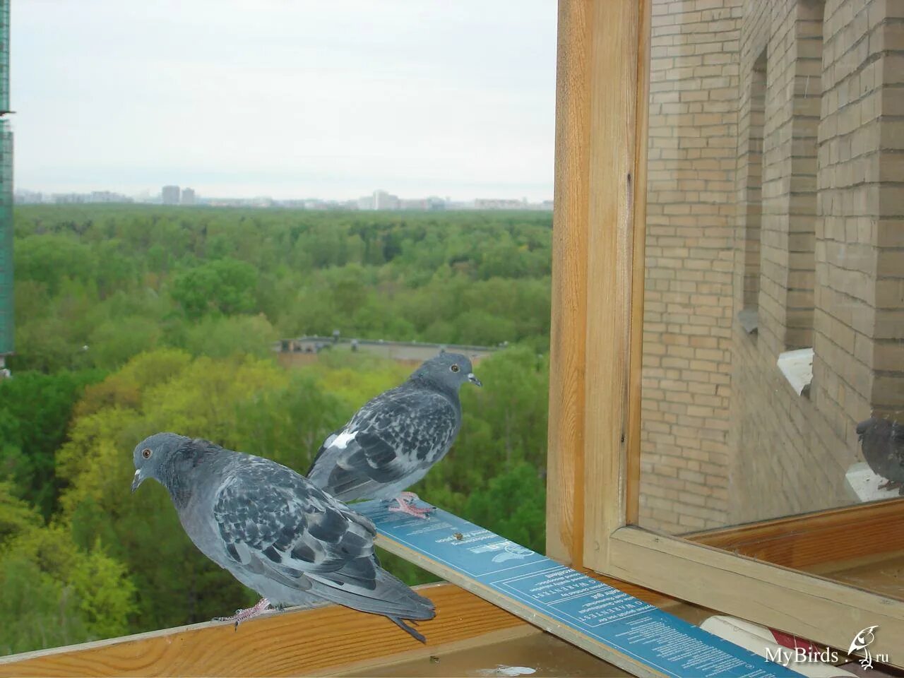 Голуби сели на подоконник. Содержание голубей на балконе. Голубей кормить на подоконнике. Кормят голубей с окна. 2 Влюбленных голубя.