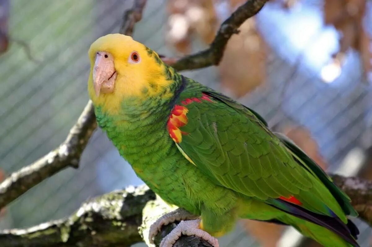 Желтоголовый Амазон попугай. Кубинский Амазон попугай. Попугай зеленый Амазон. Императорский Амазон попугай.