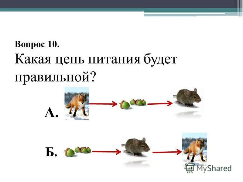 Укажите правильную цепь питания. Окруж мир 3 а класс цепь питание. Цепи питания окружающий мир 3. Составить цепь питания 3 класс окружающий мир. Цепь питания 3 кл окруж мир.