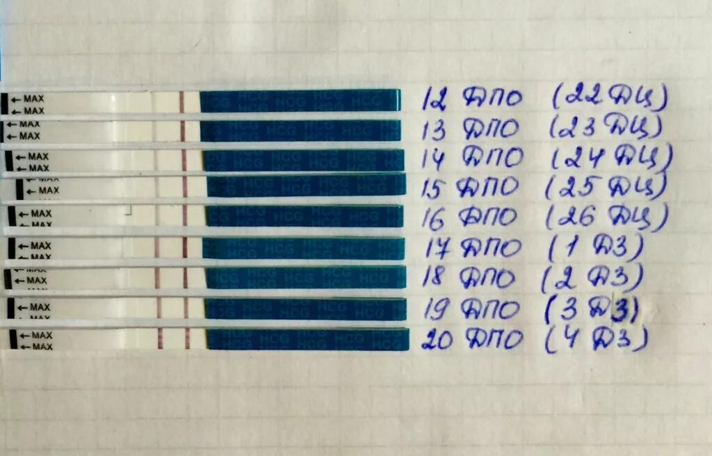 Тест после 2 недель зачатия. Тесты на беременность по дням. Тестна беременость по дням. Тест после зачатия. Тест на беременность потлням.