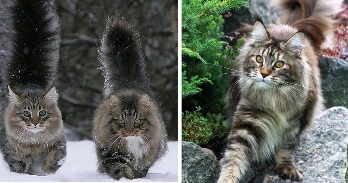 Сибирский мейн кун. Норвежская лесная кошка и мейн кун. Мейн кун и норвежская лесная. Мейн кун и норвежская лесная. Норвежская лесная кошка и мейн кун.