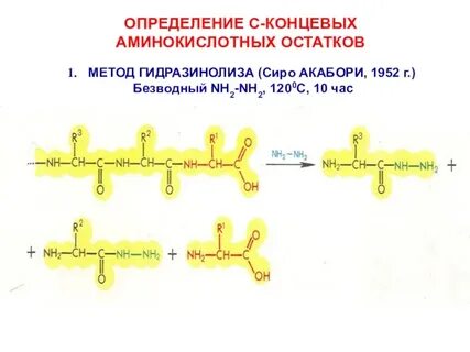 Аминокислотный остаток белка