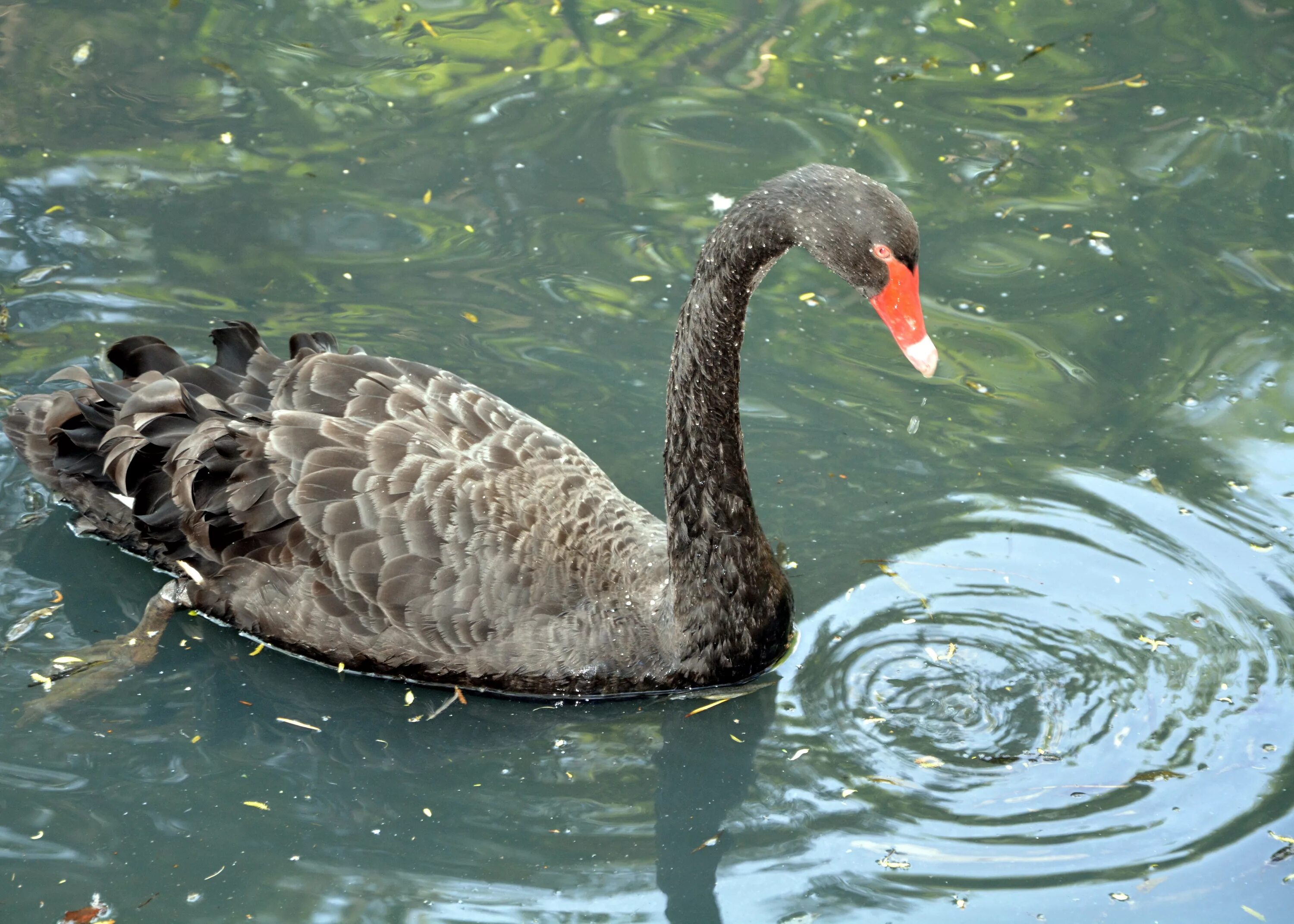 Чёрный лебедь. Водоплавающая птица с длинной шеей. Черный лебедь на пруду. Черный лебедь и утенок.