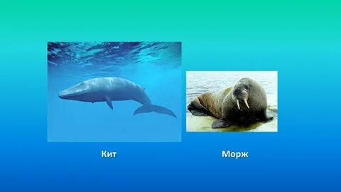 Морж кит