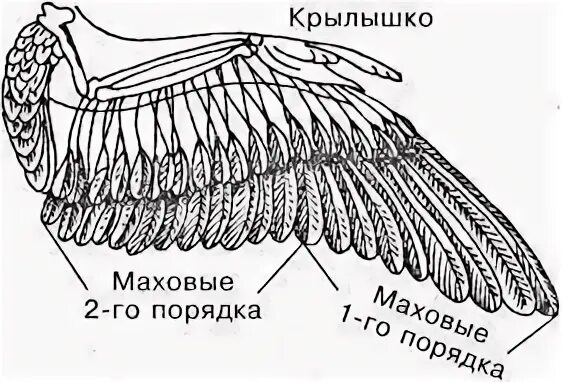 Обрезка крыльев у индюков. Подрезание крыльев у птиц. Маховые перья кур. Маховые перья у курицы. Расположение перьев у птиц