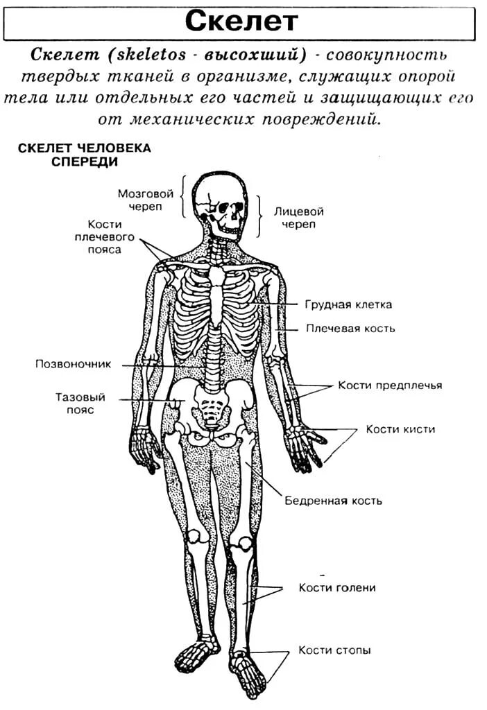 Биология человека егэ. Строение скелета ЕГЭ биология. Анатомия человека в таблицах и схемах Резанова. Отделы скелета схема. Скелет человека схема ЕГЭ биология.