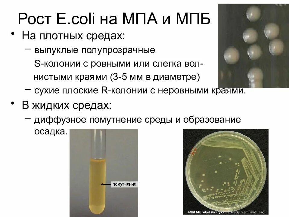 Е coli плотных питательных средах. МПБ питательная среда. МПБ микробиология. МБА среда микробиология.