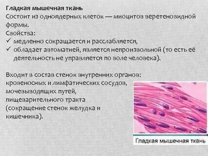 Мышечная клетка характеристика