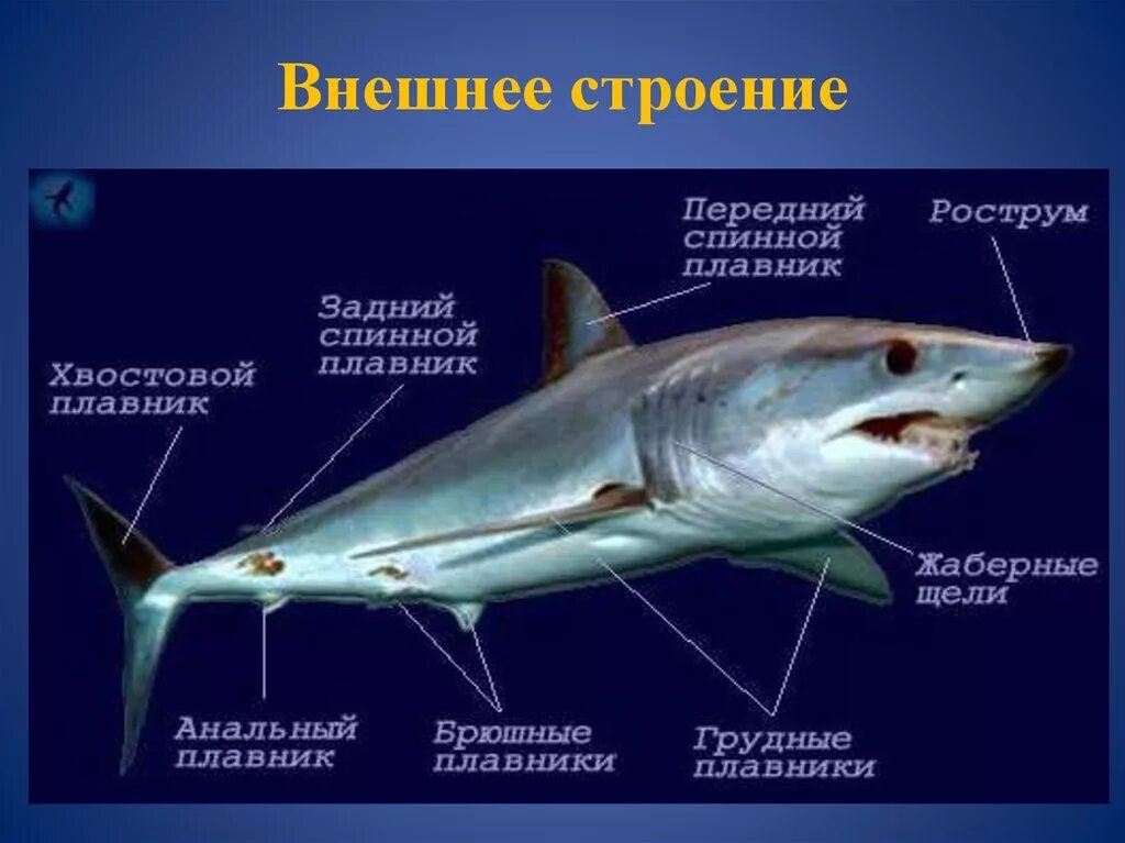 Почему хрящевые рыбы. Акула Катран внешнее строение. Наружное строение хрящевых рыб. Хрящевые рыбы строение акулы. Хрящевые рыбы внешнее строение и внутреннее строение.