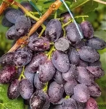 Сорт винограда негруля. Сорт винограда графиня фото и описание. Виноград графиня описание сорта. Виноград графиня описание сорта. Виноград басанти.