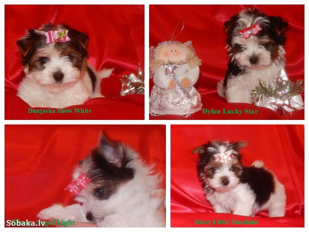 Лаки стар питомник йоркширских терьеров. Йоркширский терьер помет. Чихуахуа шпиц йоркширский терьер. Заводчики йоркширских терьеров в екатеринбурге. Питомник хабаровск.