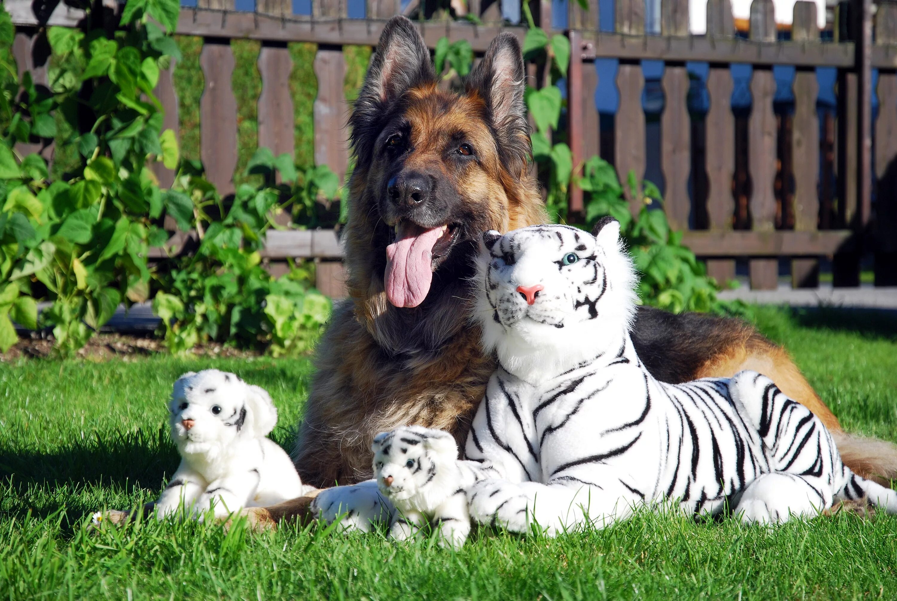Породы животных кошек и собак. Тайгер порода собак. Животные вместе. Собака тигр. Красивые собаки.