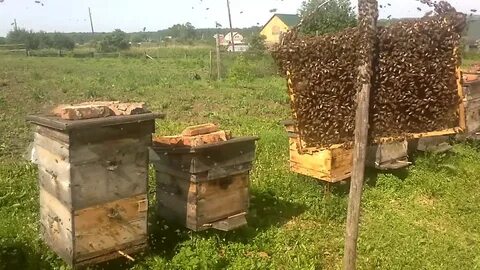 Посадить пчел