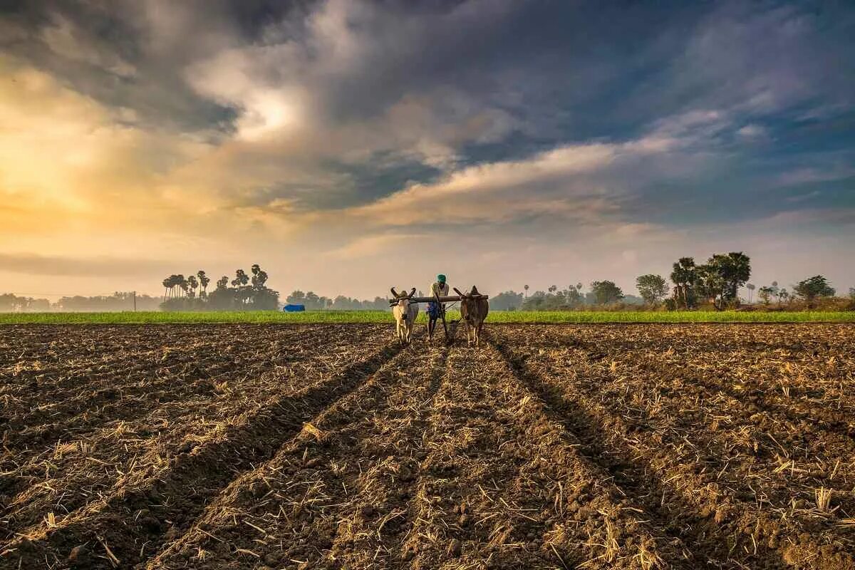 Сельское хозяйство. Растениеводство. Сельскохозяйственные культуры. Интенсивное сельское хозяйство. In northern india they harvest their wheat