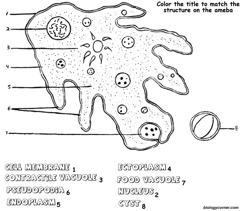 Какой цифрой обозначена на рисунке стадия амебы. Структура амебы обыкновенной. Амеба под микроскопом строение. Амёба обыкновенная раскраска. Строение амебы рисунок без подписей.
