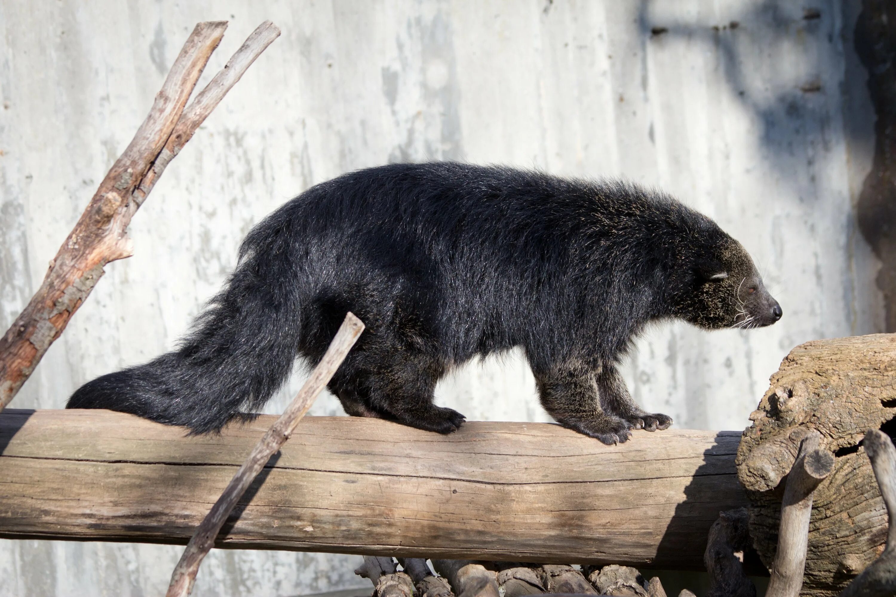 Arctictis Binturong. Бинтуронг (Arctictis Binturong). Бинтуронг кошачий медведь. Бинтуронг животное.