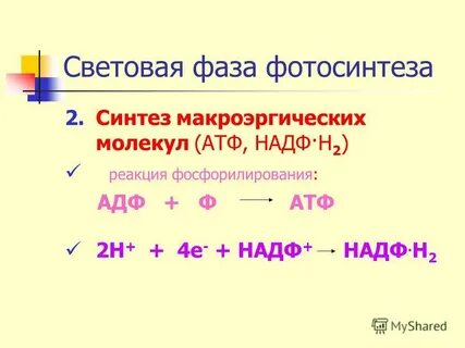 Синтез надф н в фотосинтезе
