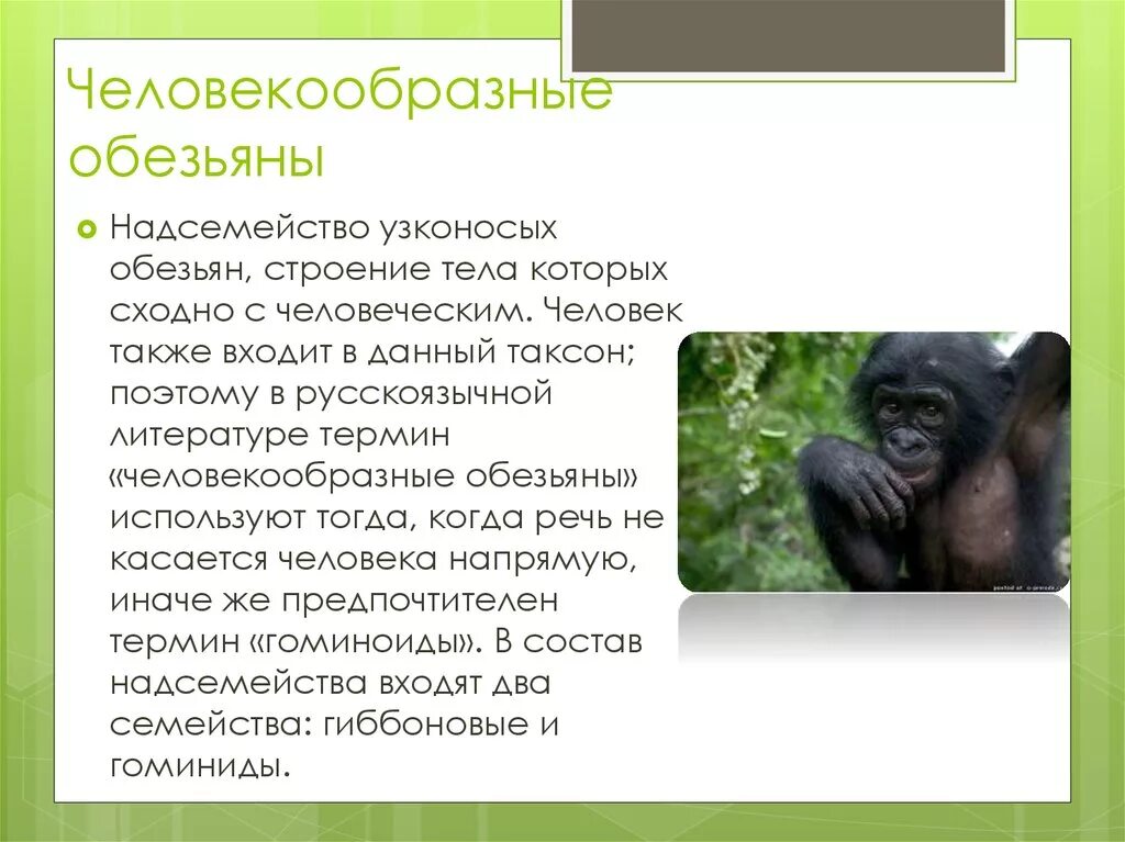 Образ жизни человекообразных обезьян