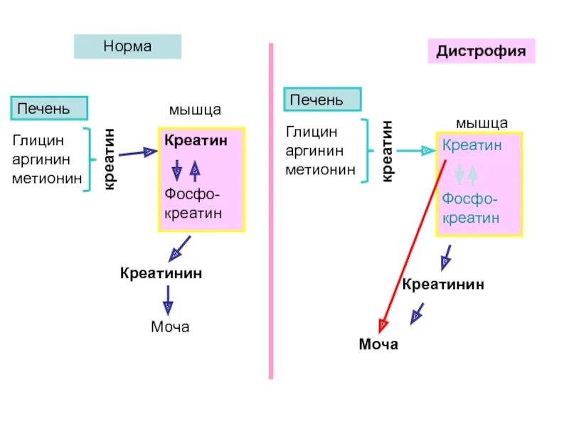 Креатинин печень. Креатинин схема обмена. Схема синтеза креатина и креатинина. Метаболизм креатина. Креатин образование метаболизм.