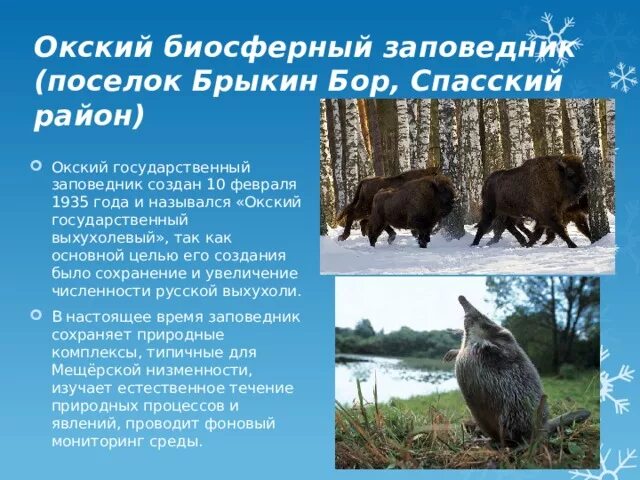 Окский государственный природный биосферный заповедник фото Презентация окский заповедник рязанской области