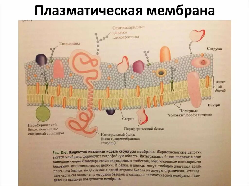 Жидкостно-мозаичная модель плазматической мембраны. Плазматическая мембрана строение ферменты. Фрагмент плазматической мембраны. Схема строения плазматической мембраны. Мембраны клеток эукариот