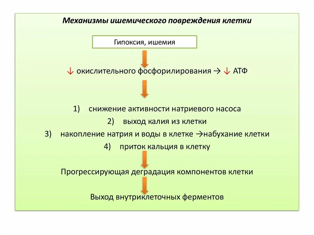 Патогенез повреждения. Механизмы ишемического повреждения клетки. Механизмы повреждения клеток при гипоксии. Механизмы гипоксического повреждения и гибели клетки. Патогенез повреждения клетки.