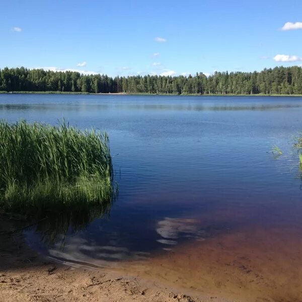 Озеро круглое ленинградская область. Озеро в лобне. Озеро круглое ленинградская область рощино. Гладышевское озеро. Озеро круглое ленинградская область.