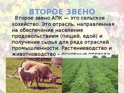 Какая отрасль не входит в звено апк