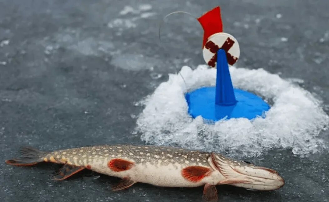 зимняя рыбалка улов. зимний рыбак. селигер зима рыбалка. пруд пены белгородская область. зимняя рыбалка на казанке.