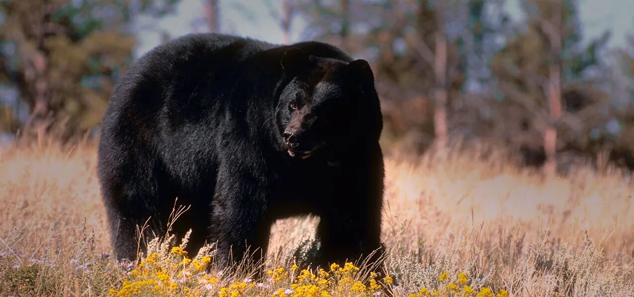 Медведь барибал умеет лазить по деревьям. Большой черный медведь. Гигантский черный медведь. Самый большой медведь черный. Два черных медведя.