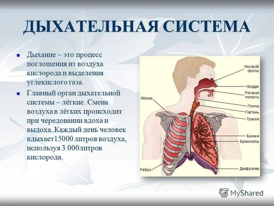 Дыхательная система органы и функции кратко. Дыхание человека. Строение органов дыхательной системы. Путь воздуха в легкие.