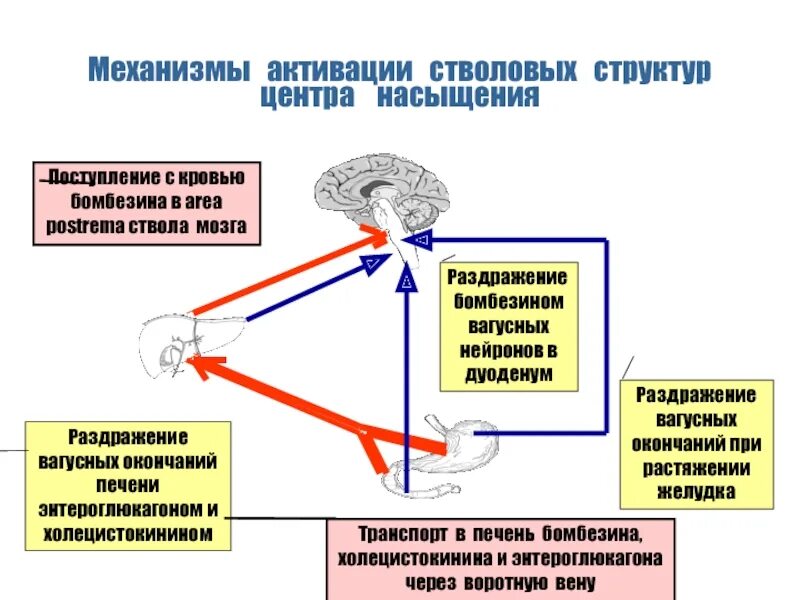 Центр насыщения в мозге. Активация стволовых структур. Активация центра насыщения. Центр насыщения. Где находится центр насыщения.