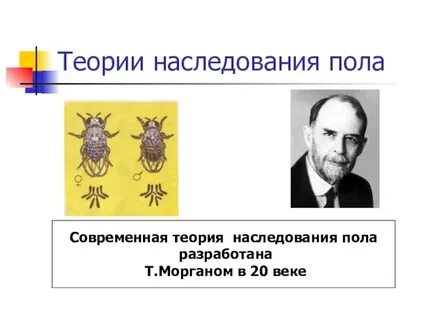 Теория пола