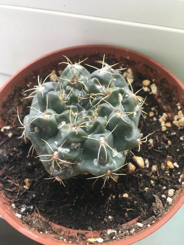 Мучнистый червец на кактусах. Пятна на кактусе. Бурая пятнистость на кактусе. Темные пятна на кактусе. Кактус милилярия белый налет.