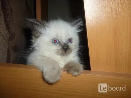 Авито рязань котята