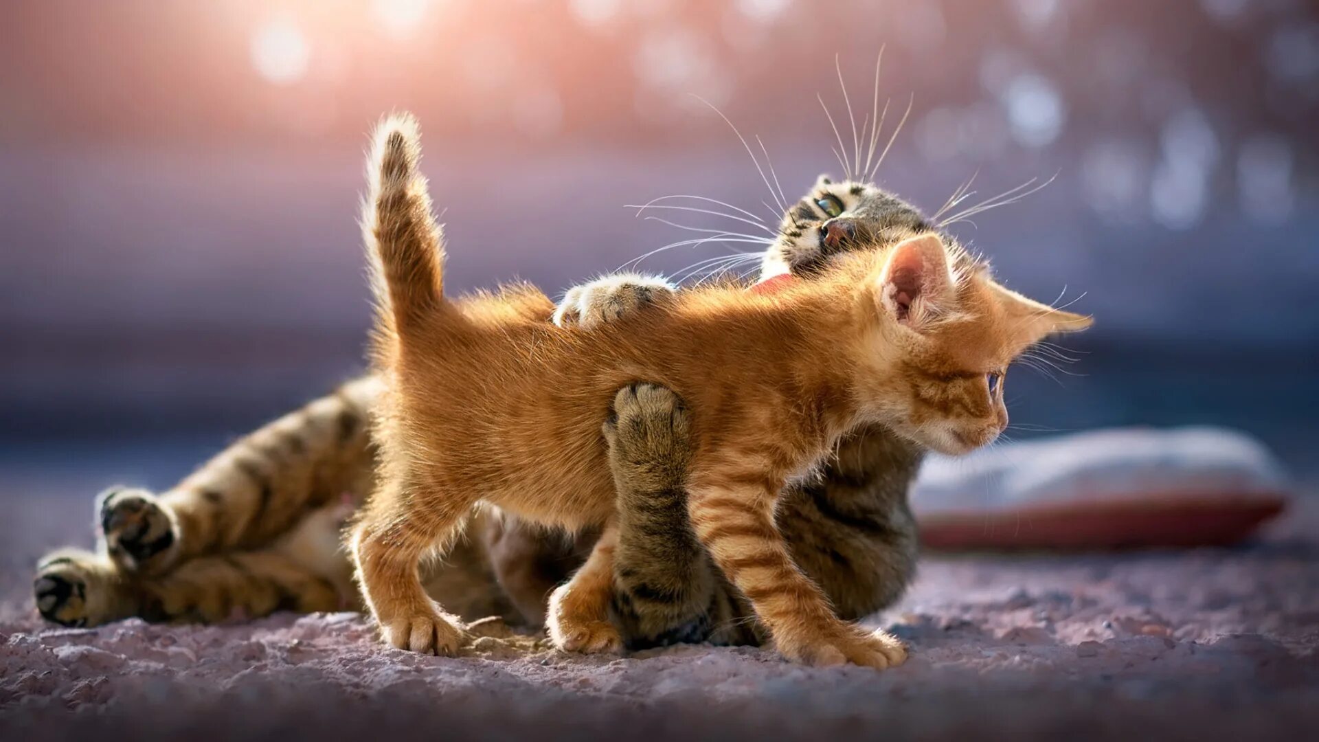 Это котик полосатый у него четыре лапы. Игривый котик. смешные котята. котята играются. игривый котенок.